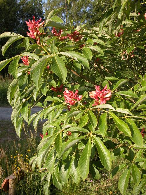 Rødblomstrende hestekastanje (Aesculus pavia)